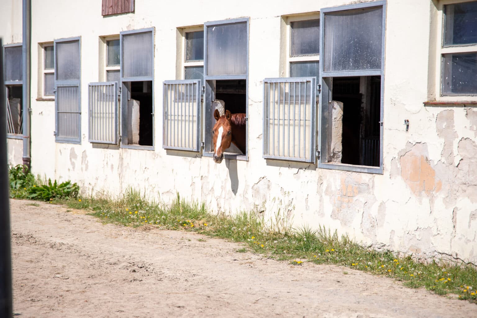 Boxen — Paddock- und Fensterboxen, individueller Auslauf