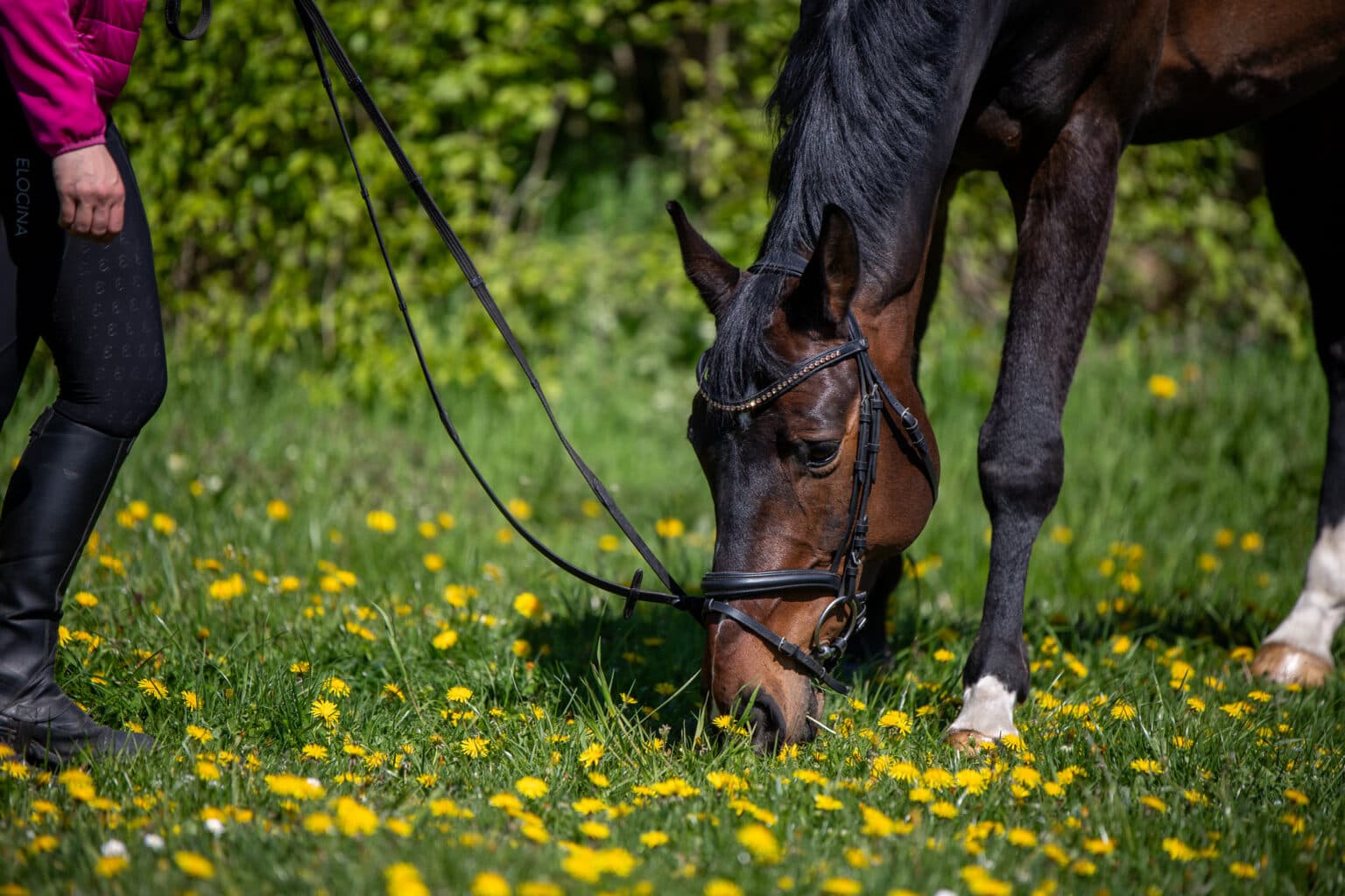 Pferd auf der Wiese
